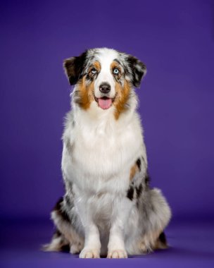 Mavi merl Avustralyalı köpek stüdyoda.