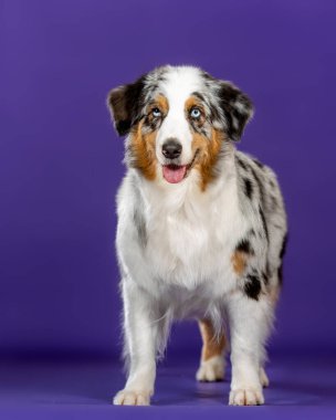 Mavi merl Avustralyalı köpek stüdyoda.