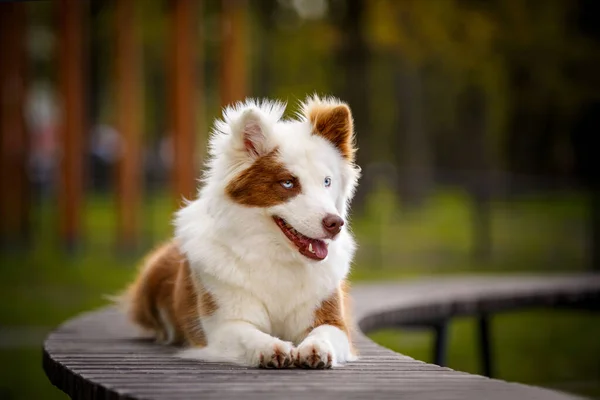 红色白色的莱卡狗在户外 骄傲的狗躺在公园的一座桥上 — 图库照片