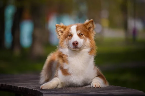 Röd Vit Laika Hund Utomhus Stolt Hund Liggande Bro Parken — Stockfoto