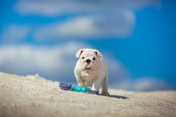 Lindos Cachorrinho Bulldog Inglês Branco Contra Céu Azul Brilhante — Fotografia de Stock