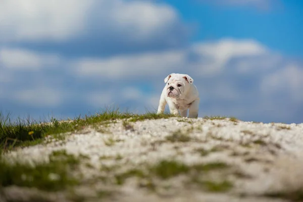 Wspaniały Biały Angielski Bulldog Szczeniak Przeciwko Jasnym Błękitnym Niebem — Zdjęcie stockowe