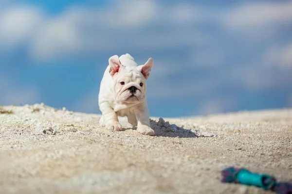 华丽的白色英国斗牛犬小狗在明亮的蓝天下奔向玩具 — 图库照片