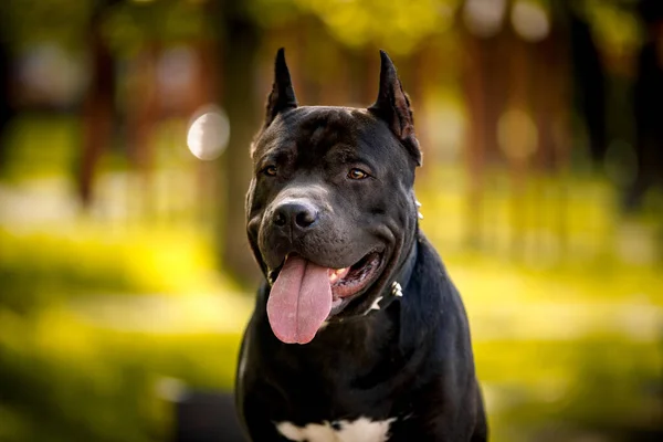 Black American Pit Bull Terrier Outdoors Close Portrait — Stock Photo, Image