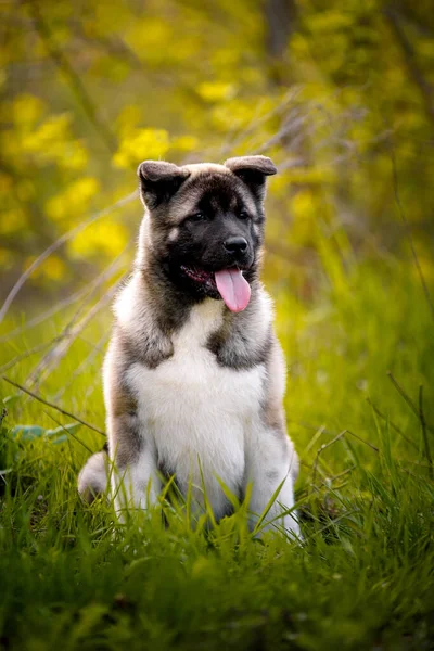 真剣な小さな秋田犬の肖像 アウトドア — ストック写真