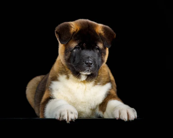 Porträtt av en allvarlig liten hund — Stockfoto