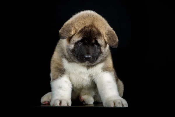 Retrato de um cachorrinho sério — Fotografia de Stock