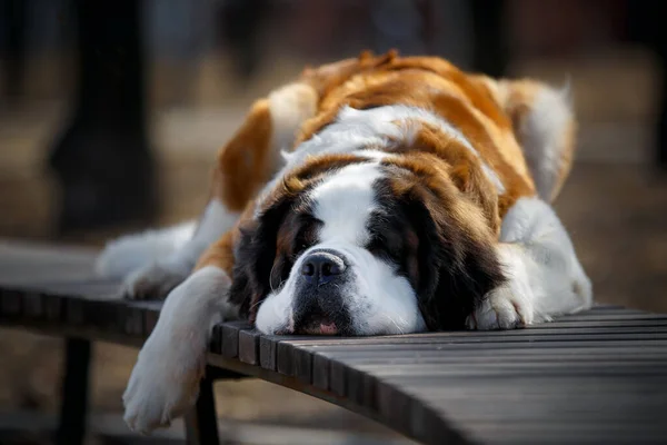 Portrait Adult Saint Bernard Purebred Dog Outdoors — Stock Photo, Image