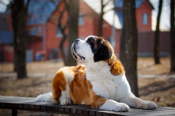 Portrait Saint Bernard Adulte Chien Race Plein Air — Photo