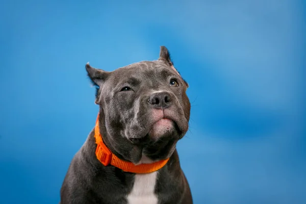 Grey American Pit Bull Terrier Studio Close Portret Geïsoleerd Blauwe — Stockfoto