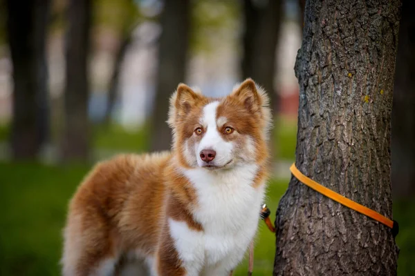 Red white laika dog outdoors. — Stock Photo, Image