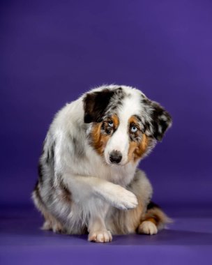 Mavi Merl Avustralyalı köpek stüdyoda. Üzgün köpek yaralı bir patiden şikayetçi.