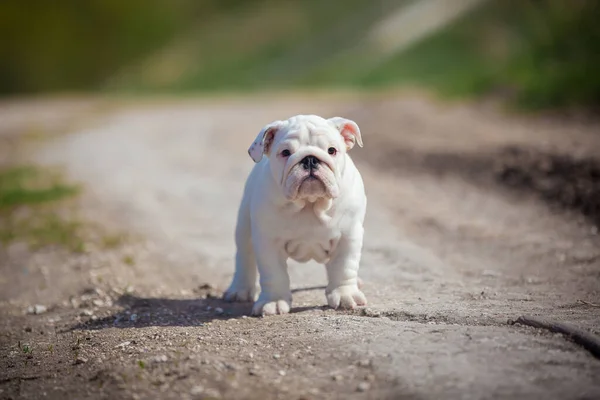 Vacker Vit Engelska Bulldogg Valp Lilla Hund Landsväg — Stockfoto