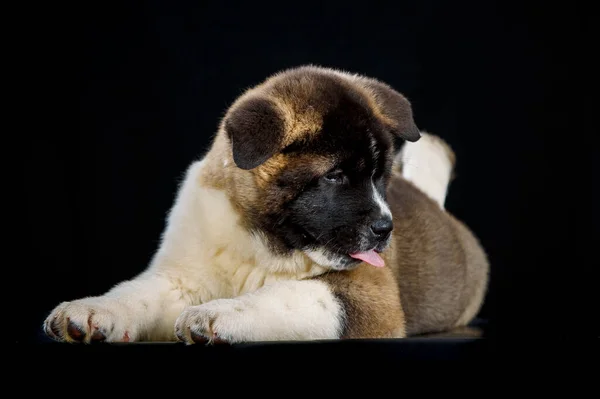 Ritratto Piccolo Cane Akita Inu Serio — Foto Stock