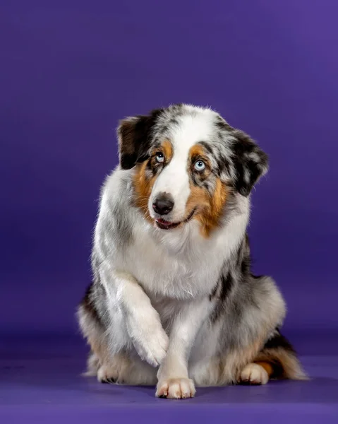 Blue Merl Aussie Dog Studio Trauriger Hund Sitzt Mit Eingezogener — Stockfoto