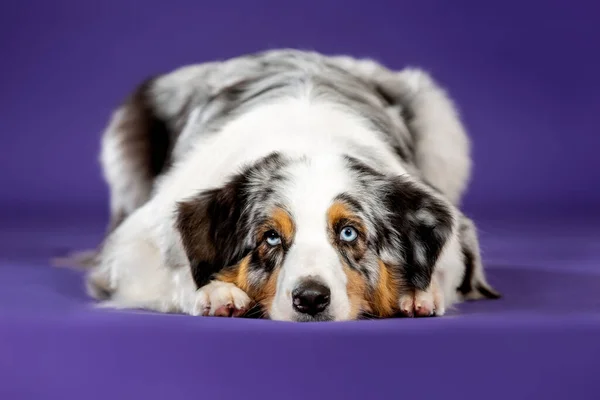 Mavi Merl Avustralyalı Köpek Stüdyoda Farklı Renkte Gözleri Olan Üzgün — Stok fotoğraf