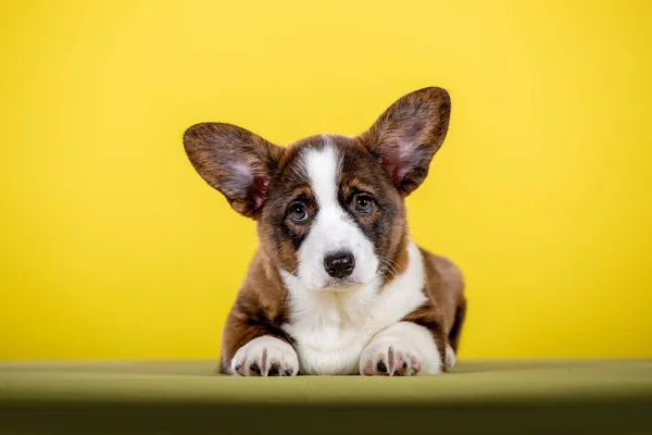 ウェールズ語コーギー子犬でスタジオで黄色の背景 — ストック写真
