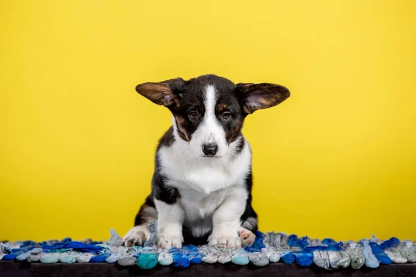 Black Welsh Corgi Štěně Posazenými Ušima Studiu Žlutém Pozadí — Stock fotografie