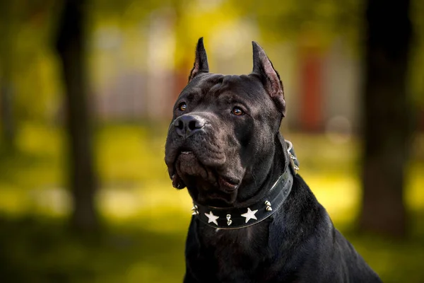 Black American Pit Bull Terrier Outdoors — Stock Photo, Image
