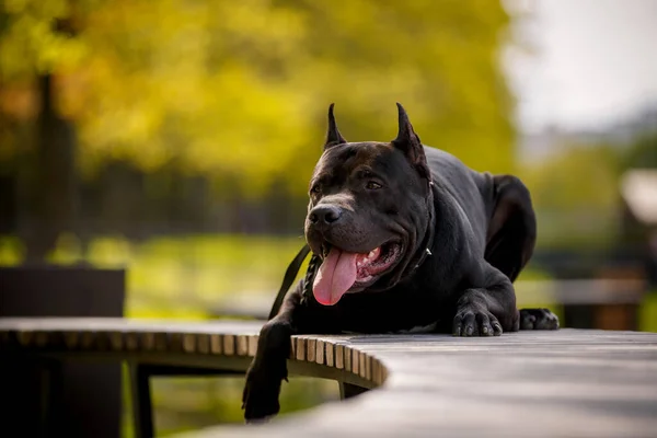Black American Pit Bull Terrier all'aperto — Foto Stock