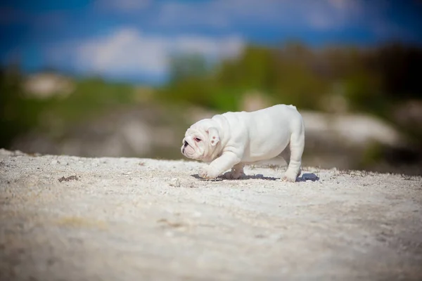 Hermoso blanco inglés bulldog cachorro —  Fotos de Stock