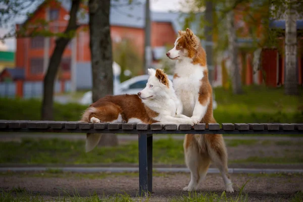 屋外の赤い白いライカ犬 公園にカップル ロイヤリティフリーのストック写真