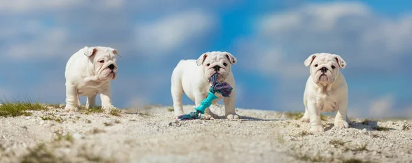 Wspaniałe Białe Angielskie Szczenięta Bulldog Przeciwko Jasnoniebieskiemu Niebu — Zdjęcie stockowe