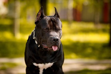 Siyah Amerikan Çukur Boğa Teriyeri