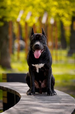 Siyah Amerikan Çukur Boğa Teriyeri