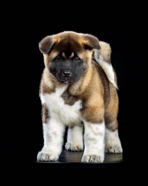 Портрет Серйозної Маленької Собаки Акіта Іну — стокове фото