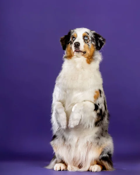 Blauwe Merl Aussie Hond Studio Zittend Kolom Bedelend Traktatie — Stockfoto