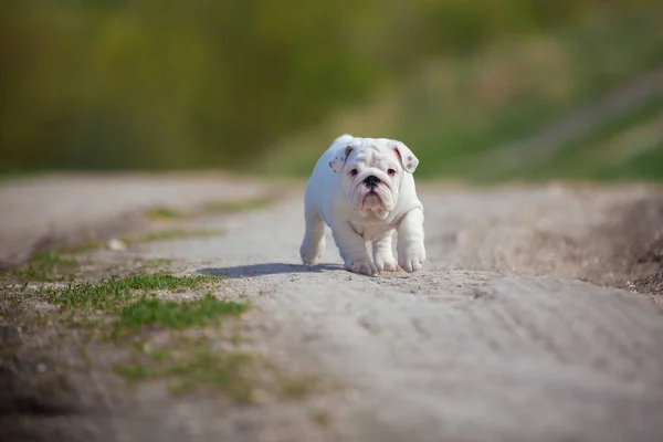 田舎道の豪華な白い英語のブルドッグ子犬 — ストック写真