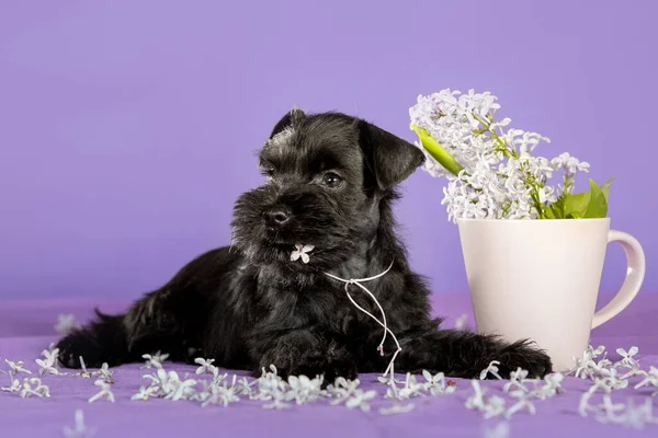 Cucciolo Shnauzer Con Volantini Lilla Primaverili Sfondo Viola Giovane Zwergschnauzer — Foto Stock