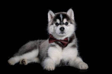 Siyah arka planda kırmızı pruvada poz veren Sibirya Husky köpeği.