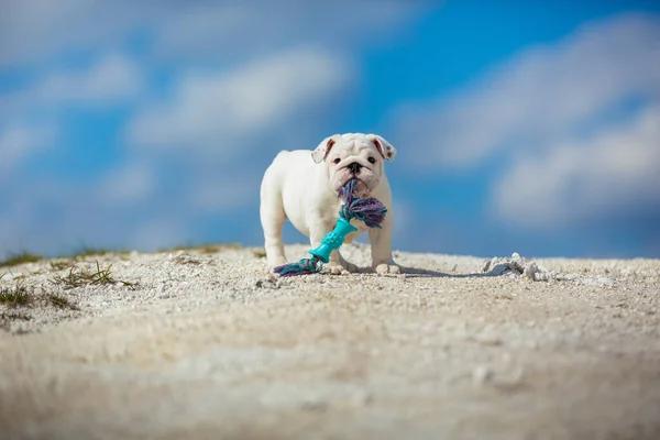 Liten Hund Promenader Naturen Mot Klarblå Himmel — Stockfoto