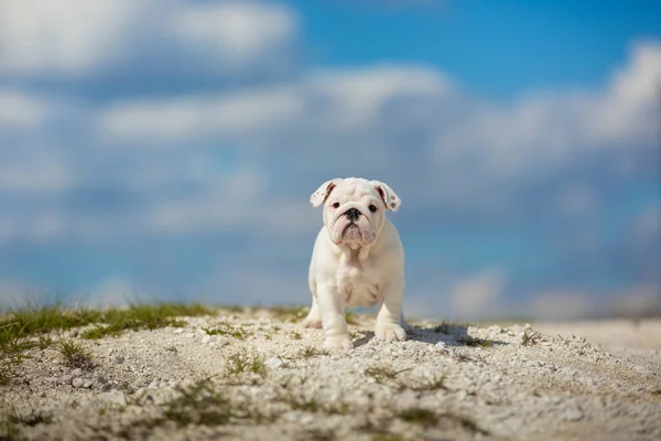 Liten Hund Promenader Naturen Mot Klarblå Himmel — Stockfoto