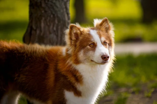 Chien Laïka Blanc Rouge Extérieur Chien Dans Parc Avec Arbre — Photo