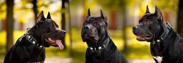 Black American Pit Bull Terrier Zewnątrz — Zdjęcie stockowe