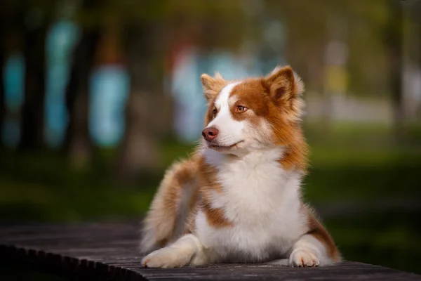 Red White Laika Dog Outdoors Pyšný Pes Ležící Mostě Parku — Stock fotografie