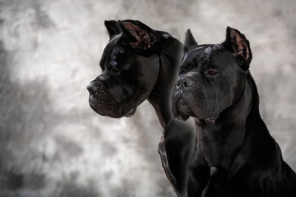 Italian Mastik Cane Corso Art Foggy Background — 스톡 사진