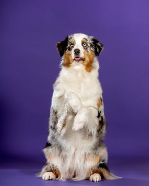 Mavi Merl Avustralyalı köpek stüdyoda. Köşede oturmuş, tedavi için yalvarıyor.