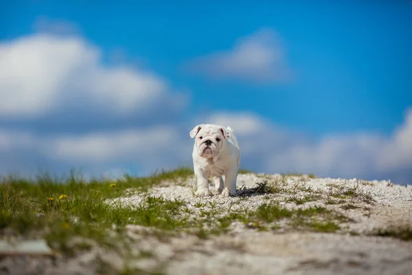 Wspaniały Biały Angielski Bulldog Szczeniak Przeciwko Jasnym Błękitnym Niebem — Zdjęcie stockowe