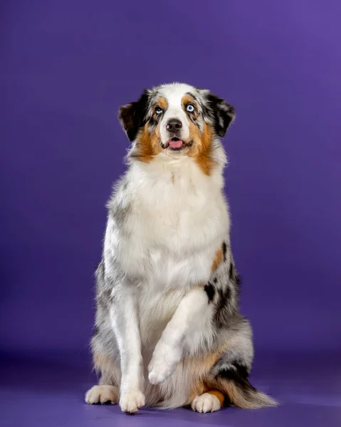 Blauwe Merl Aussie Hond Studio Zittend Kolom Bedelend Traktatie — Stockfoto