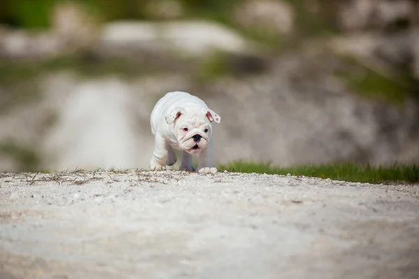 Wspaniały Biały Angielski Bulldog Szczeniak Przeciwko Jasnym Błękitnym Niebem — Zdjęcie stockowe