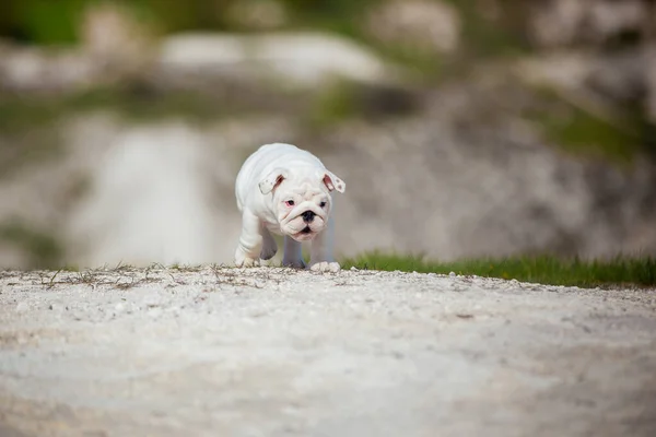 Hermoso Blanco Inglés Bulldog Cachorro Contra Cielo Azul Brillante —  Fotos de Stock