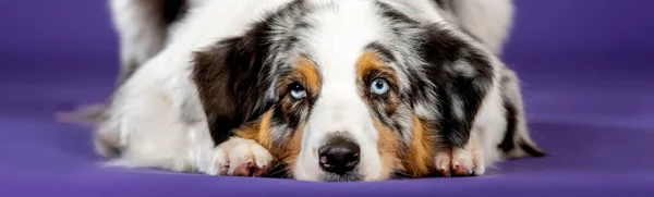 Blauwe Merl Aussie Hond Studio Droevige Hond Met Verschillende Gekleurde — Stockfoto