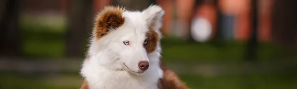 Rot Weiße Laika Hund Freien Stolzer Hund Liegt Auf Einer — Stockfoto