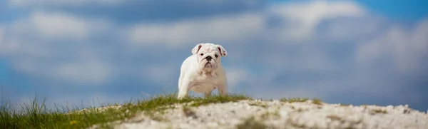 Wspaniały Biały Angielski Bulldog Szczeniak Przeciwko Jasnym Błękitnym Niebem — Zdjęcie stockowe