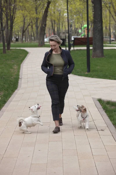 Attractive Woman Walking Park Two Jack Russell Terriers — Stock Photo, Image