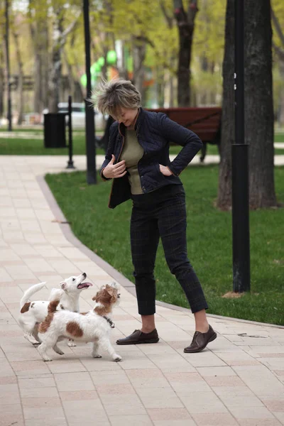 Kobieta spacerująca w parku z dwoma tererami Jack Russell — Zdjęcie stockowe